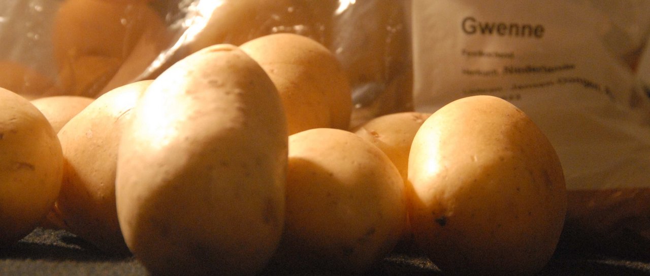 «Gwenne» heisst die Kartoffelsorte, die aus Holland importiert werden muss, weil der Anbau in der Schweiz im letzten Jahr nicht mit der unerwartet guten Nachfrage Schritthalten konnte. Der Anbau in der Schweiz soll im nächsten Jahr noch weiter ausgebaut werden.(Bild hja) 