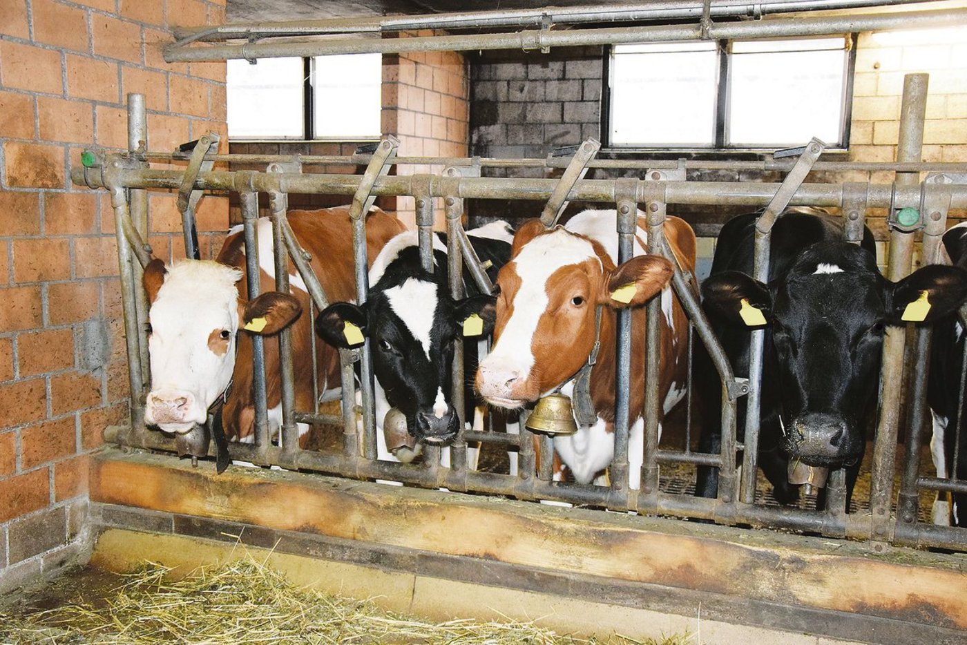 Die älteren Rinder sind bedarfsgerecht zu Füttern: Sie sollten nicht zu fett in die erste Laktation starten, sonst besteht die Gefahr von Stoffwechselerkrankungen. (Bild Peter Fankhauser)