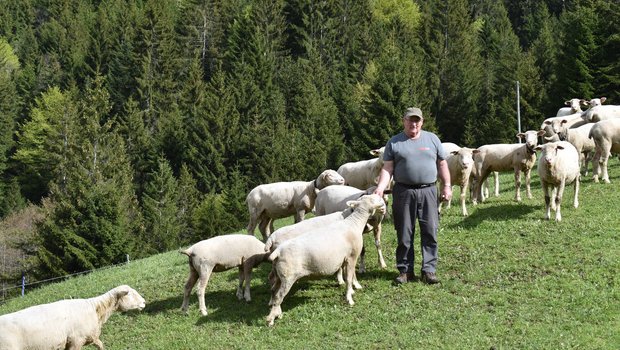 Kaspar Rickenbacher mit seinen Schafen. Jährlich kommen auf seinem Betrieb etwa 20 Lämmer zur Welt. «Ich liebe die Tiere», sagt er. (Bild Konrad Schuler)