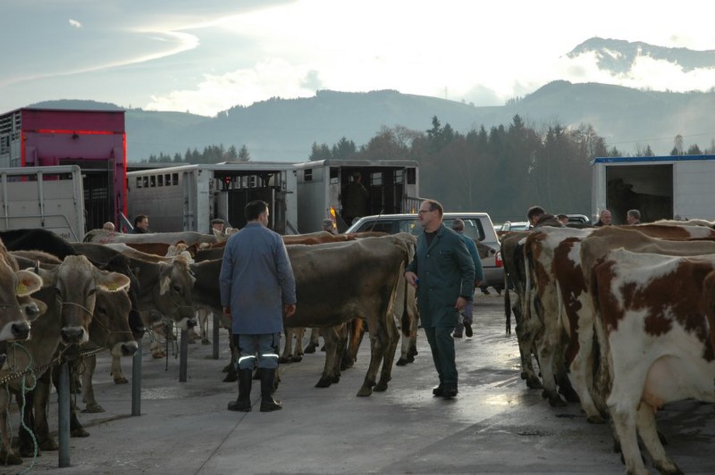 Was passiert ohne Schlachtviehmärkte? An der Antwort wird gearbeitet. (Bild BauZ)