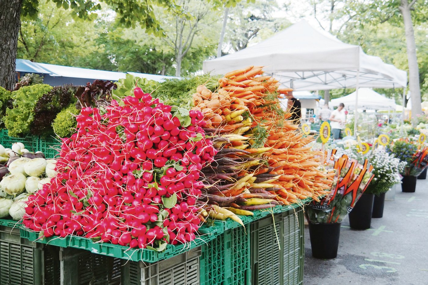 So viele Radieschen und knorrige Rüebli: Eine solche Präsentation lädt geradezu zu einem Kauf ein. 