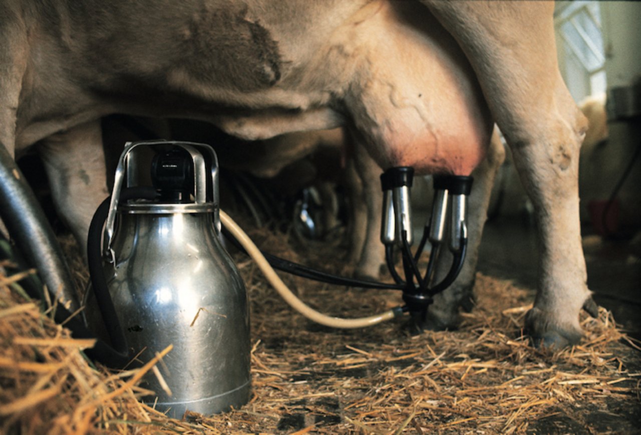Milch sei in der Schweiz standortgerecht und im europäischen Umfeld am wettbewerbsfähigsten, heisst es beim SMP. (Bild SMP)