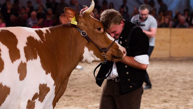 Die Viehzucht bringt die Emotionen an die BEA nach Bern. In den Ställen warten wunderbare Kühe auf einen Auftritt anlässlich einer Ausstellung. An die BEA 2021 werden sie nicht gehen können. Sie ist abgesagt. (Bild Bernexpo)