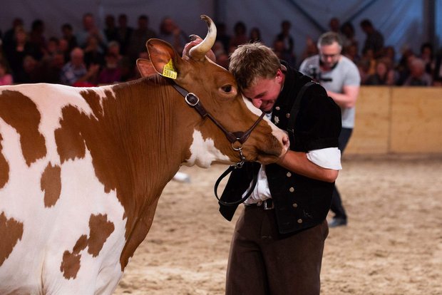 Die Viehzucht bringt die Emotionen an die BEA nach Bern. In den Ställen warten wunderbare Kühe auf einen Auftritt anlässlich einer Ausstellung. An die BEA 2021 werden sie nicht gehen können. Sie ist abgesagt. (Bild Bernexpo)