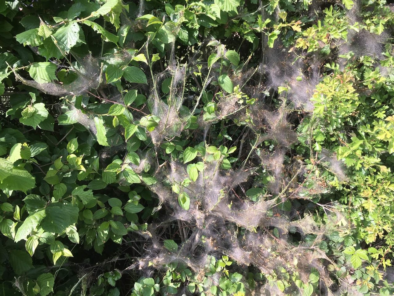 An Hecken in sonniger Lage bilden sich im Moment grosse Kolonien von Gespinstmotten-Raupen. (Bilder jsc)