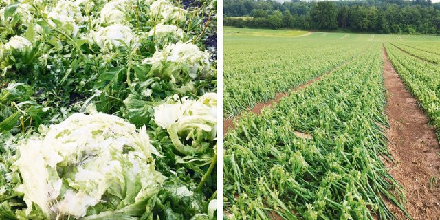 Hart vom Hagel getroffen: Eisbergsalat und Zwiebeln im Berner Seeland. (Bilder BauernZeitung)
