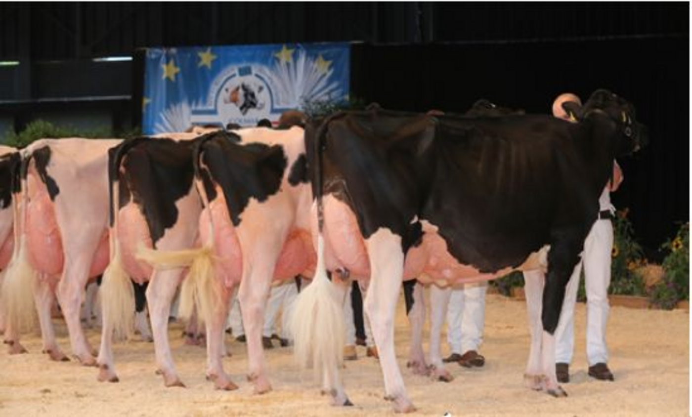 Siegerin Kat. 9: Atwood Galys-Vray, Junker, Staub und AL.BE.RO. (CH).  (Bild Cowsmopolitan)