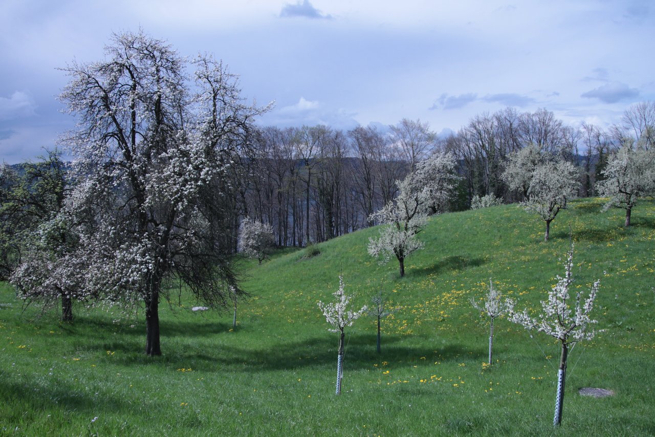 Die Anzahl Hochstammbäume hat im Kanton Thurgau in den letzten 5 Jahren zugenommen. (Bild BauZ)