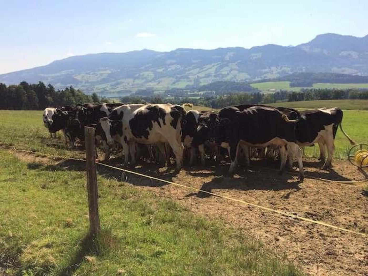 Der erste Teil der Studie zum Hitzestress bei Milchkühen bestand aus einer Umfrage. (Bild zVg)