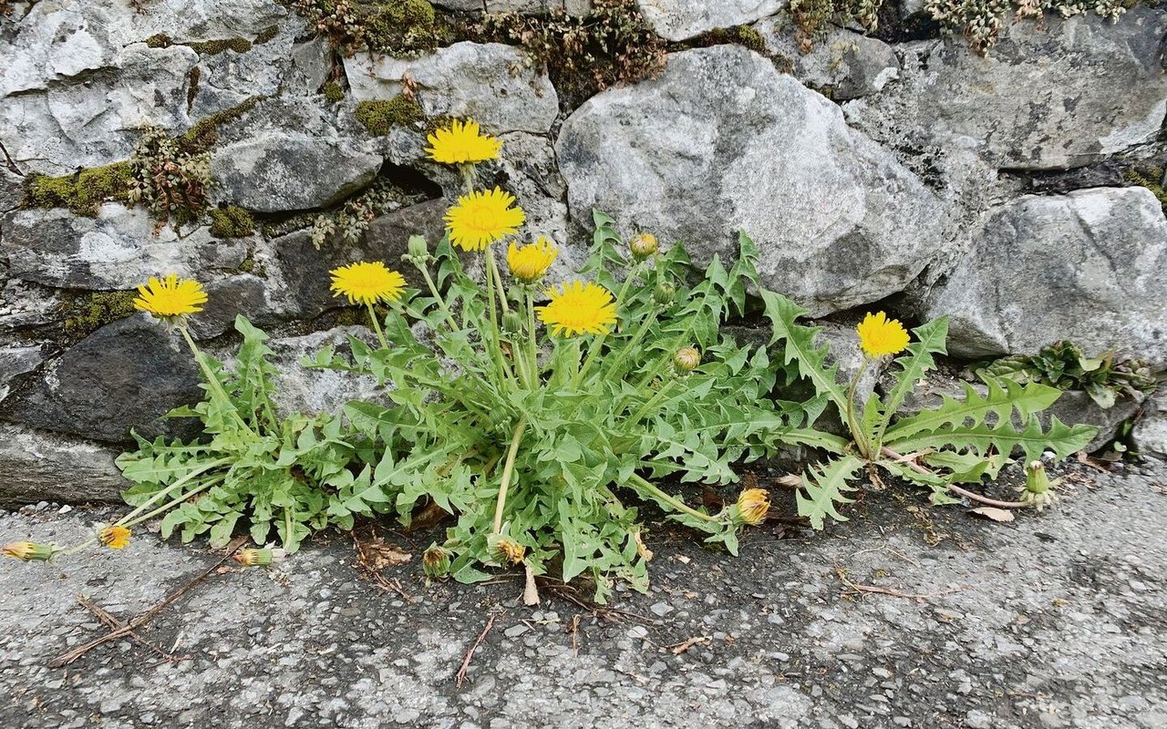 Der Löwenzahn ist eine kräftige Pflanze: Mit seinen Pfahlwurzeln kann er sogar Asphalt sprengen.