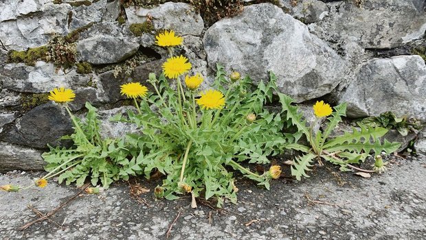 Der Löwenzahn ist ei Der Löwenzahn ist eine kräftige Pflanze: Mit seinen Pfahlwurzeln kann er sogar Asphalt sprengen.