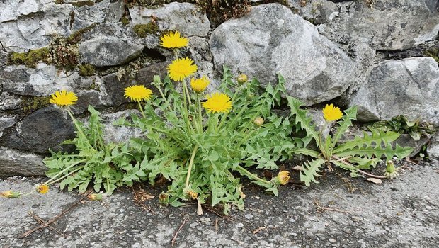 Der Löwenzahn ist eine kräftige Pflanze: Mit seinen Pfahlwurzeln kann er sogar Asphalt sprengen.