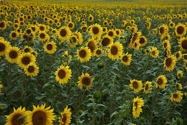 Jetzt für den Produktionspool Ölsaaten anmelden Anmelden können sich Verarbeiter von Sonnenblumen, Raps und Futtersoja. (Bild Pixabay)