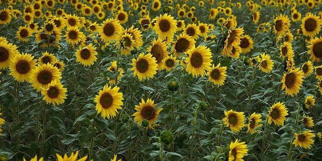 Anmelden können sich Verarbeiter von Sonnenblumen, Raps und Futtersoja. (Bild Pixabay)