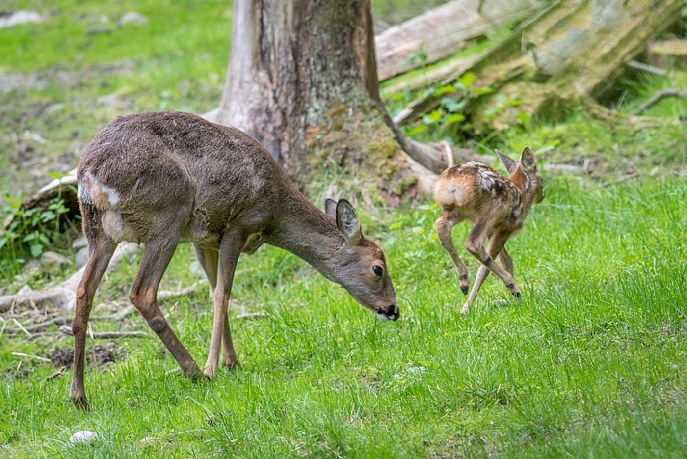 Das Pflanzenwachstum richtet sich nach dem Klima, Rehe orientieren sich für das Setzen ihres Nachwuchses an der Tageslänge. Daher können die Tiere mit dem Klimawandel schlecht mithalten. (Bild WSL/Joesf Senn)
