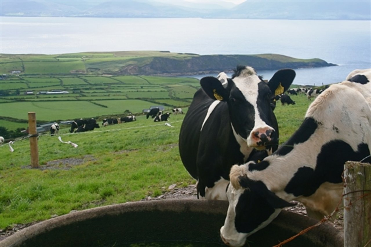 Der irische Bauernverband fordert Subventionen für den Rindfleischsektor. (Bild Pixabay)