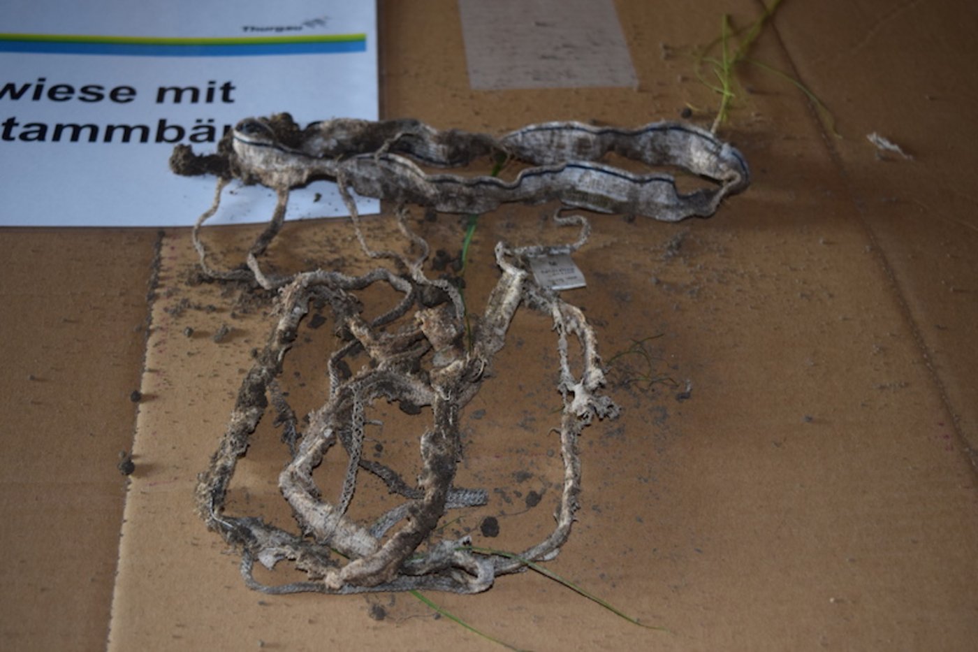 Diese Unterhose war auf einer Naturwiese mit Hochstammbäumen vergraben. Nach drei Monaten ist nicht mehr viel übrig.