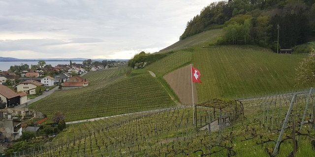 Aus AOC soll AOP werden. Das würde für den Weinbau strengere Vorgaben bedeuten. (Bild lid/ji) 
