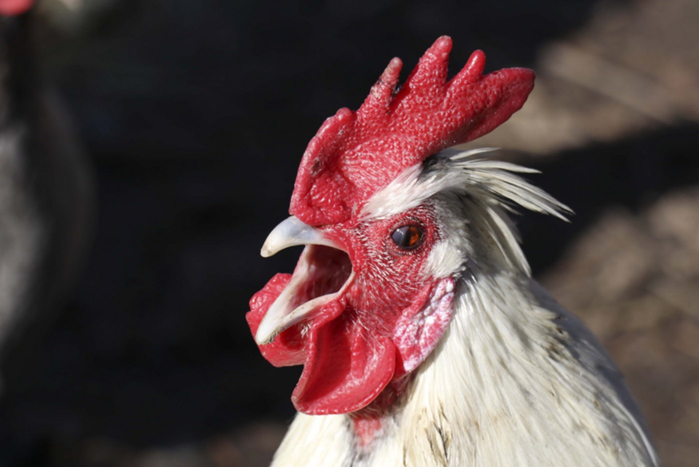 Die Zollquote der Geflügelimporte aus der Ukraine in die EU wurden angepasst. (Bild landwirtschaft.ch / Nicole Bernard)