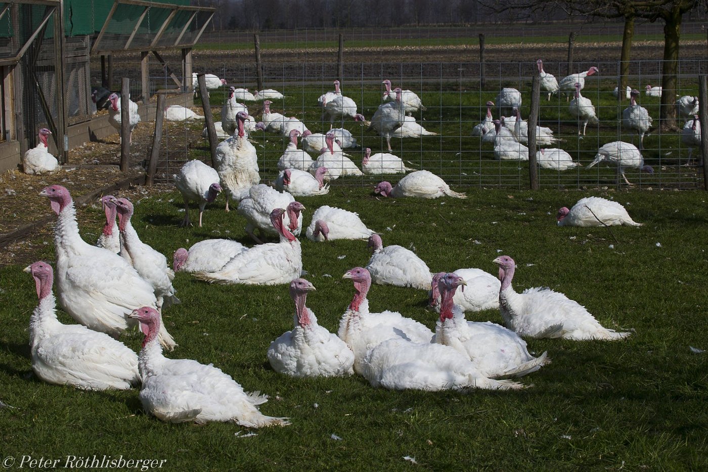 Die Frifag sucht Schweizer Truten, die Produktion auszubauen ist aber eine Herausforderung. (Bild Peter Röthlisberger)