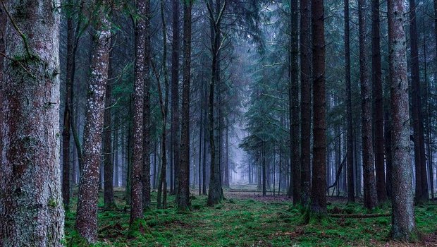 Um einer Übersauerung der Waldböden entgegenzuwirken will das BAFU die Ergebnisse einer einmaligen Kalkung überprüfen. (Symbolbild / Pixabay)