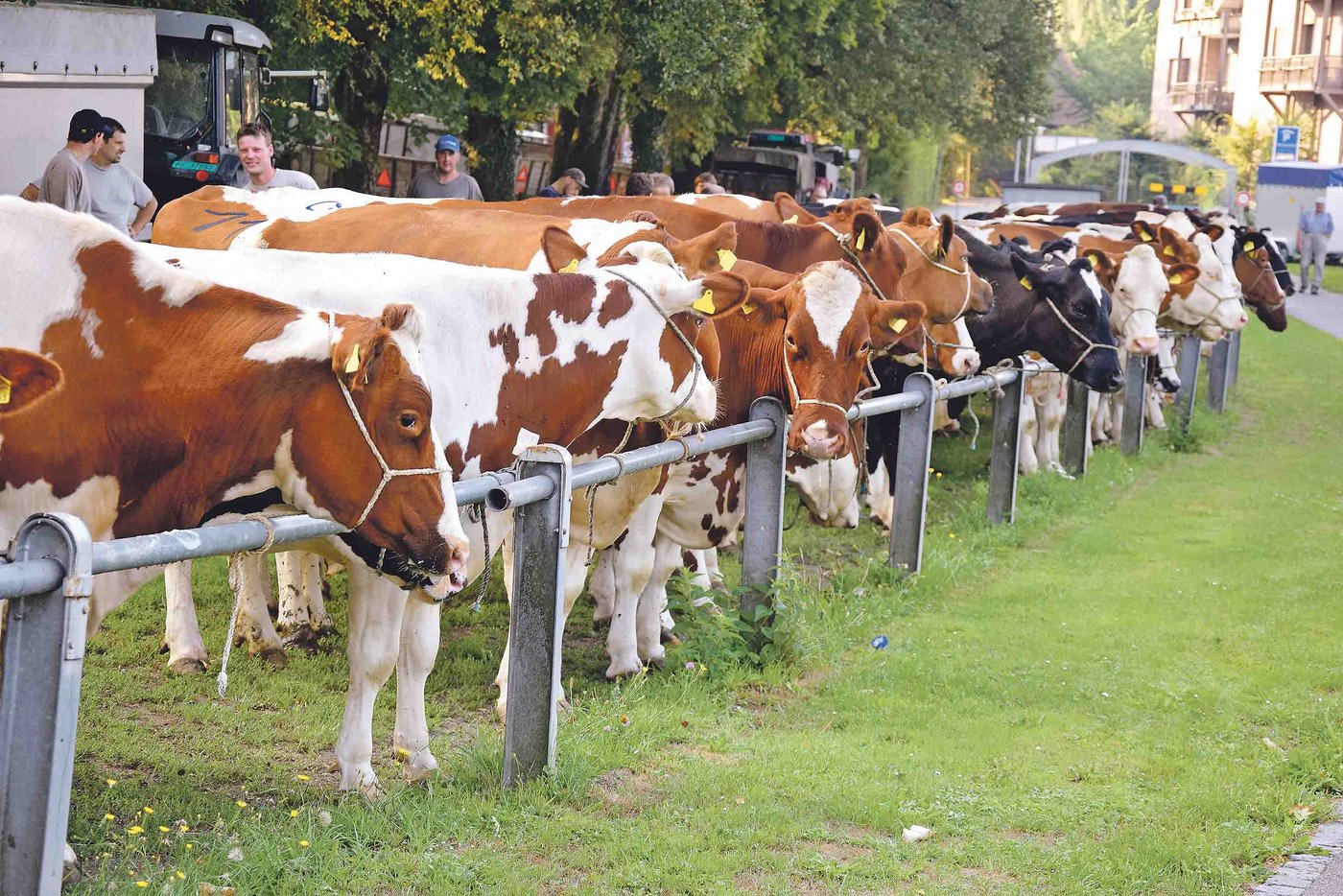 Schlachtkühe waren zuletzt sehr gesucht und gut bezahlt. Das grössere Angebot im August benützen die Verarbeiter nun, um die Preise zu drücken und ihre Margen zu erhöhen. (Bild BauZ)