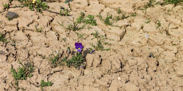 Verlängerte Vegetationszeit und anhaltende Hitze führen zu einer zunehmenden Sommertrockenheit – der Klimawandel ist also schon längst auch in der Schweiz spürbar. (Bild Pixabay)