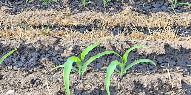 Hofdünger versorgen den Mais zuverlässig mit genügend Kalium, das für den Wasserhaushalt der Pflanze wichtig ist. 