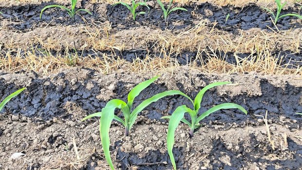 Hofdünger versorgen den Mais zuverlässig mit genügend Kalium, das für den Wasserhaushalt der Pflanze wichtig ist. 