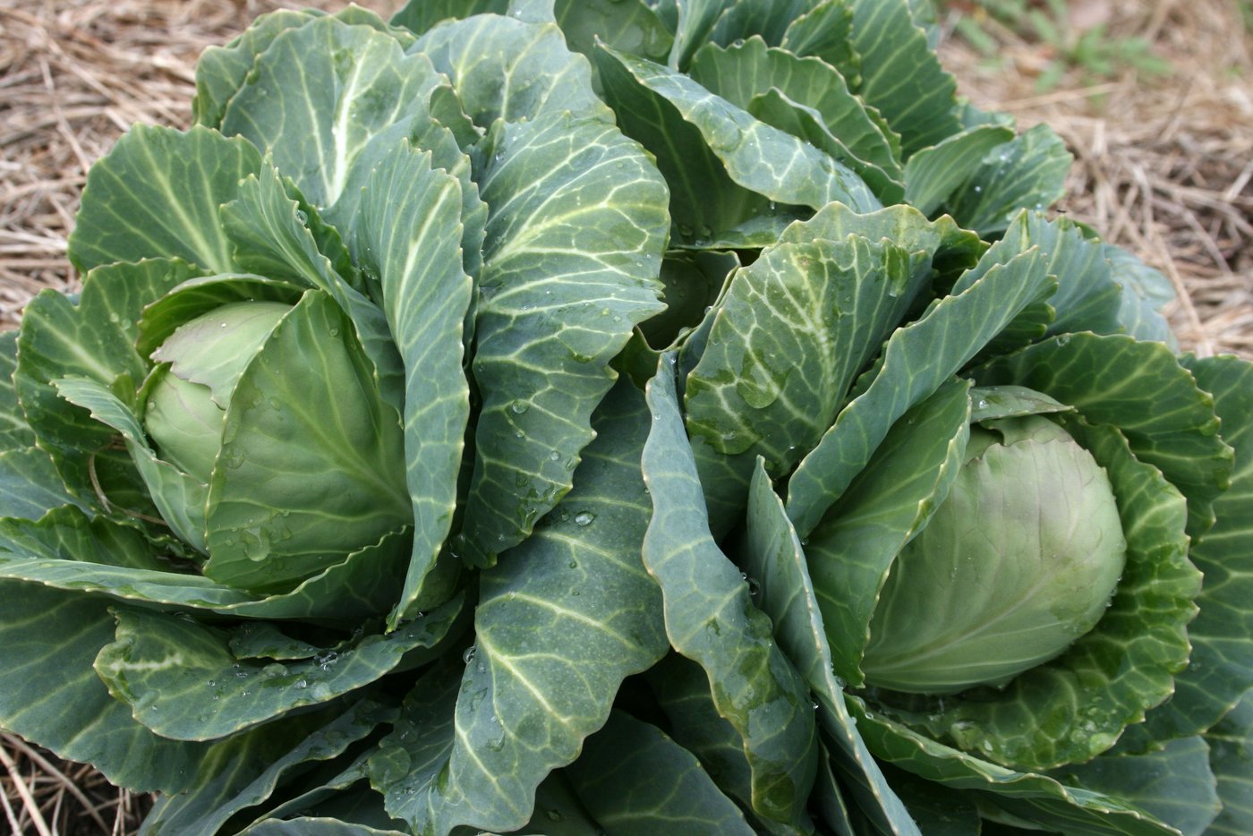Wenige Wochen später kann man nicht nur einen, sondern gleich mehrere, wenn auch kleinere Kabisköpfe ernten.