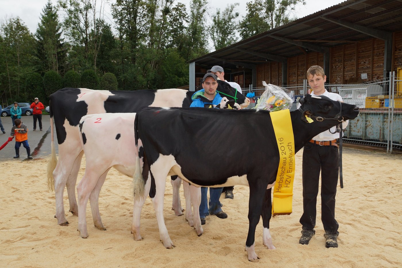 Siegerrind Chip Grace von Daniel Emmenegger, Flühli, präsentiert von Jungzüchter Cyrill Emmenegger.