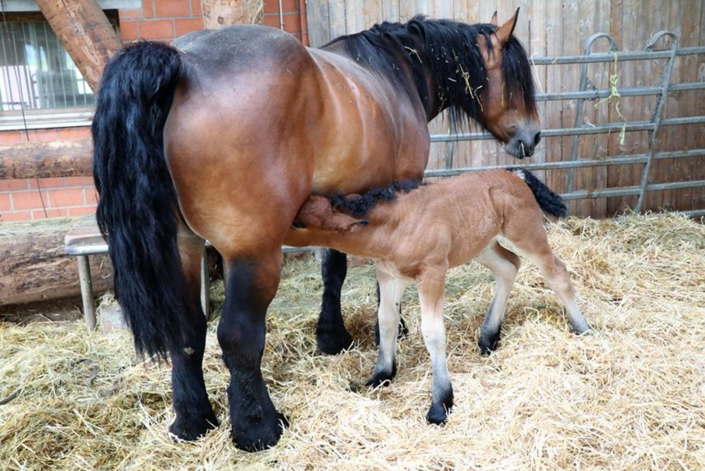 Fohlen Mireille hat bis zum Alter von zwei Monaten das Euter von Mama Maya ganz für sich alleine. (Bild as)