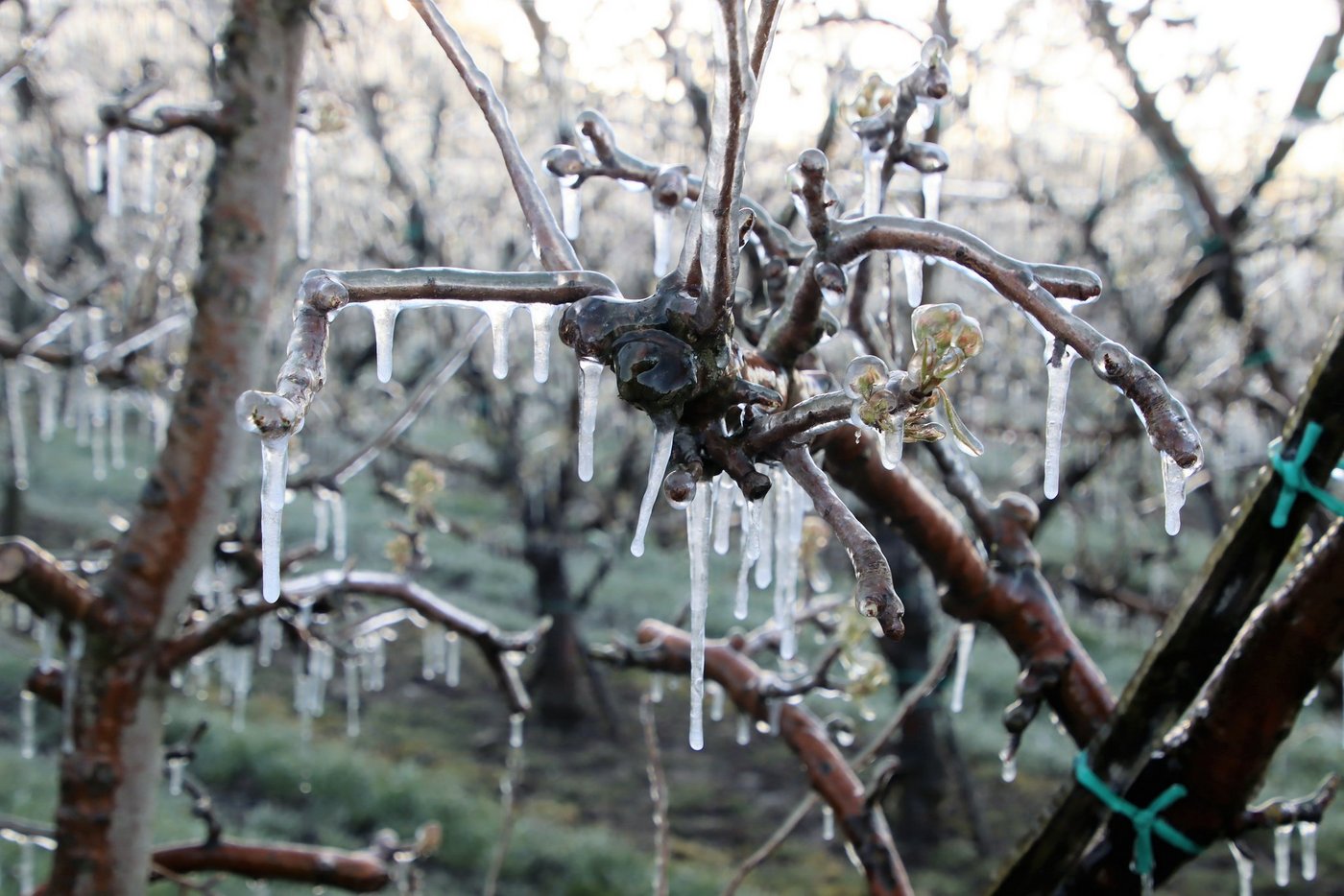 Anfang Woche bildeten sich Eiszapfen an Blüten und Knospen. (Bild Roland Müller)