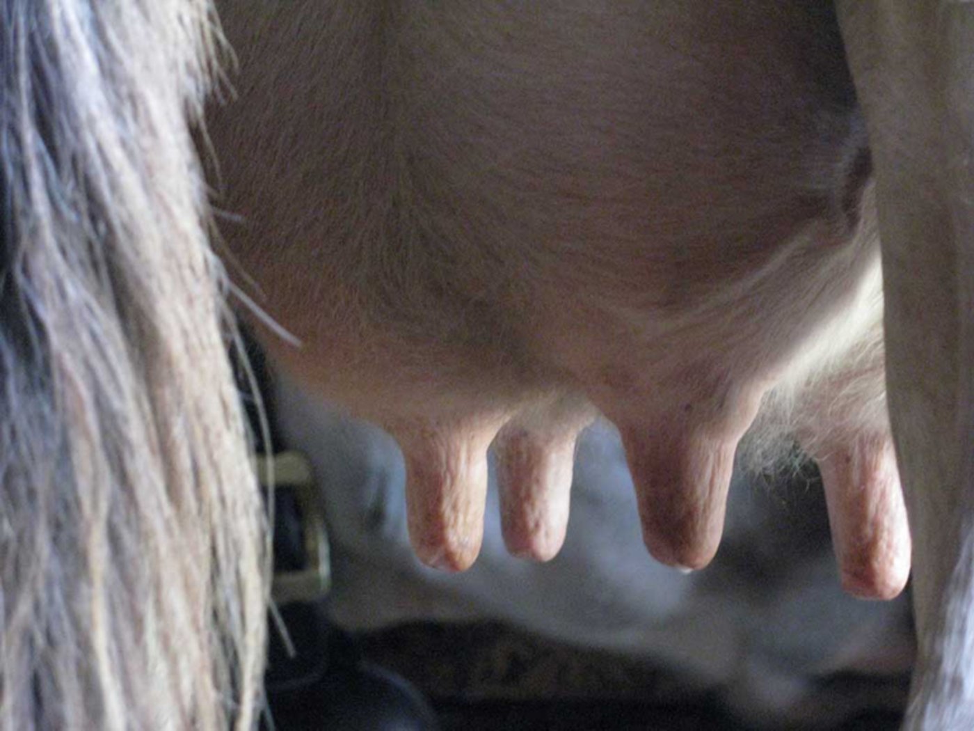 (Bild Silvia Fetzer/landwirtschaft.ch)