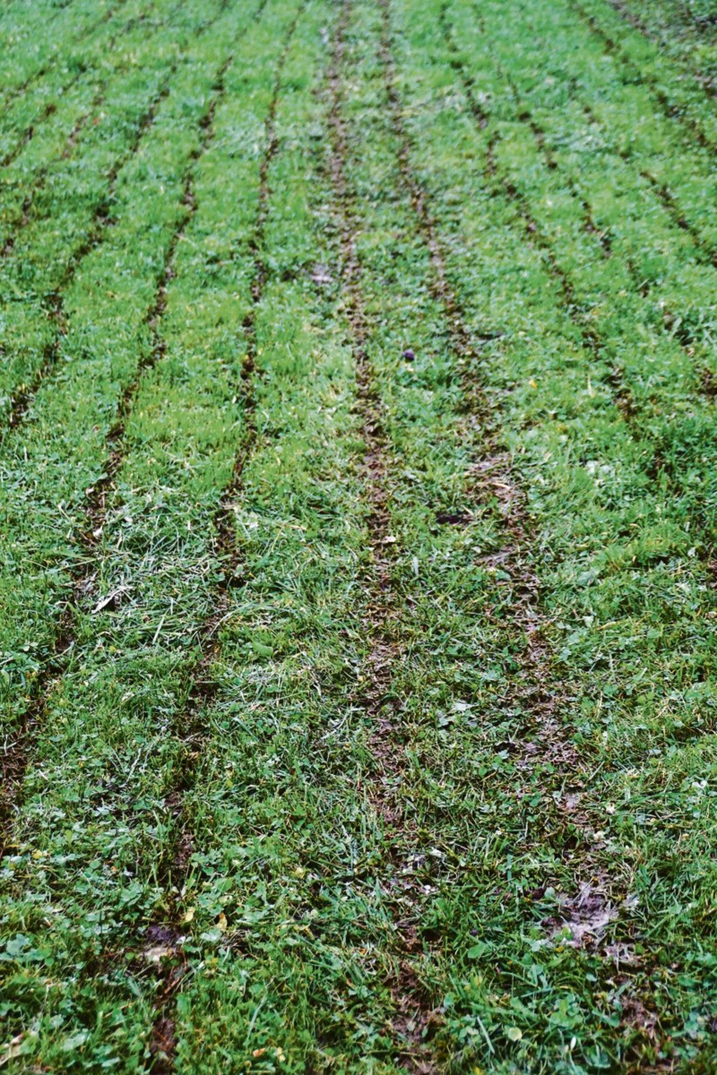 Frische Güllespuren direkt nach dem Ausbringen. 