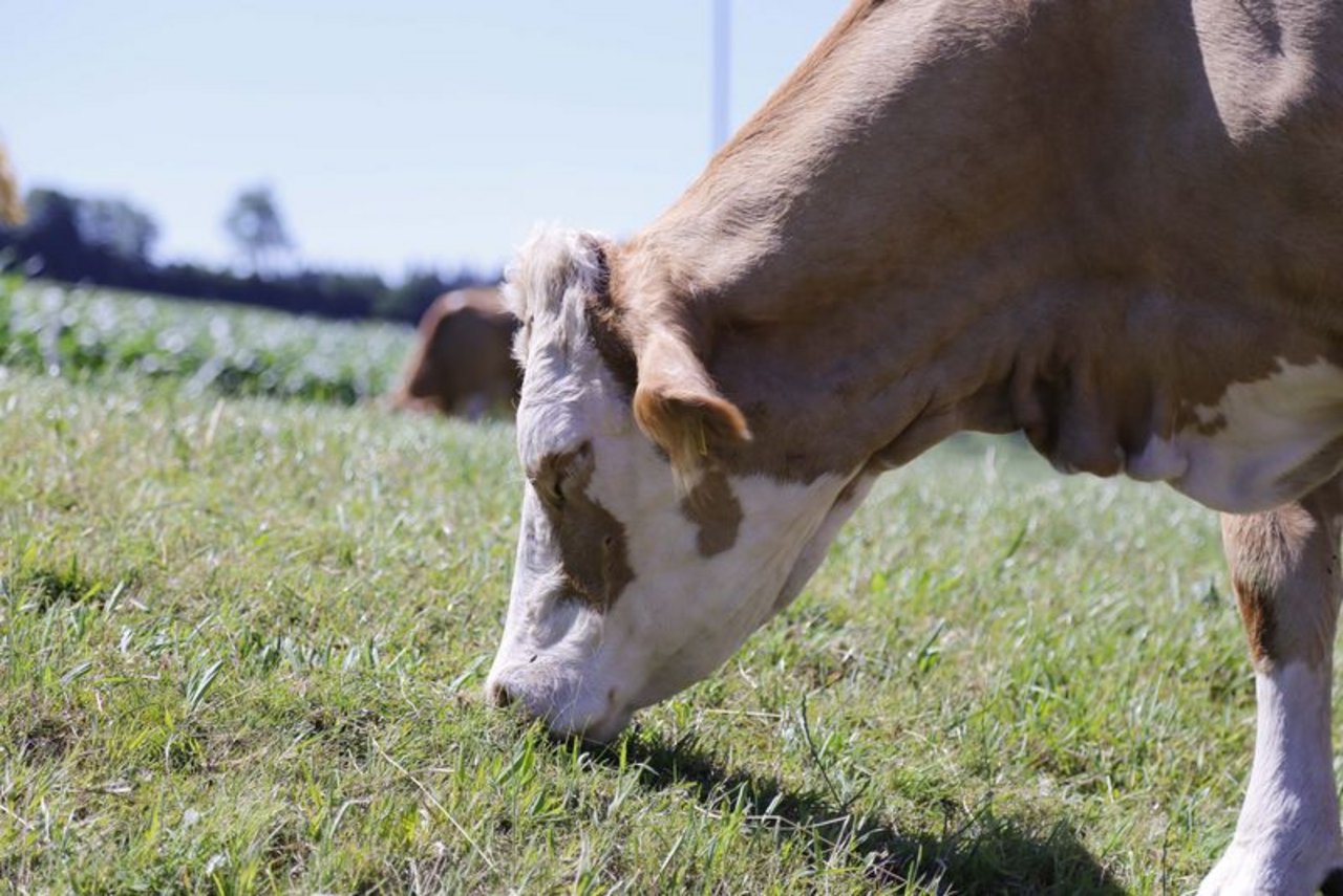 Ausstoss beim Aufstossen: Kühe rülpsen grosse Mengen Methan aus. (Bild lid/ji)