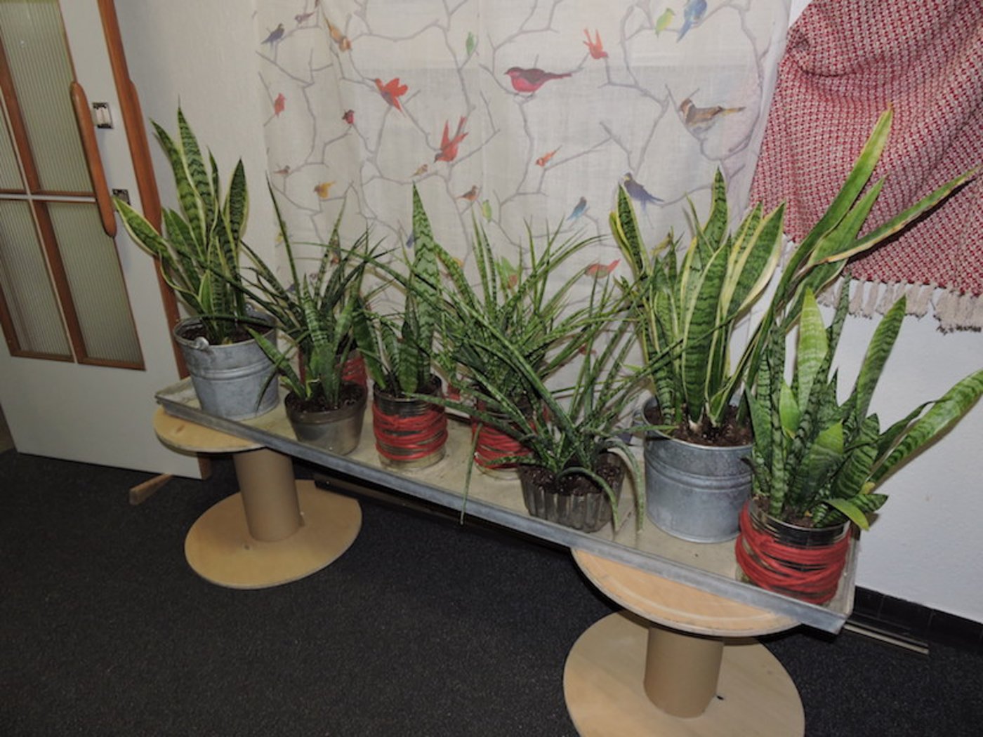 Auch Zimmerpflanzen machen die Stimmung gemütlicher.