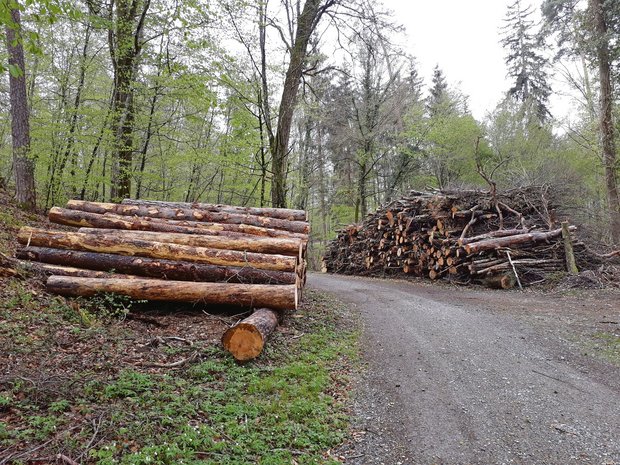 Im Schweizer Wald ist in den letzten Jahren eine grosse Menge Schadholz angefallen. (Bilder Thomas Güntert)