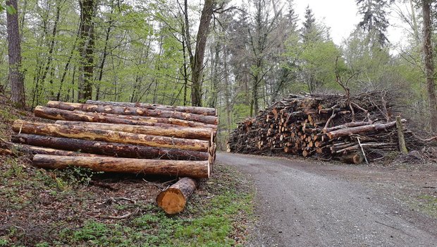 Im Schweizer Wald ist in den letzten Jahren eine grosse Menge Schadholz angefallen. (Bilder Thomas Güntert)