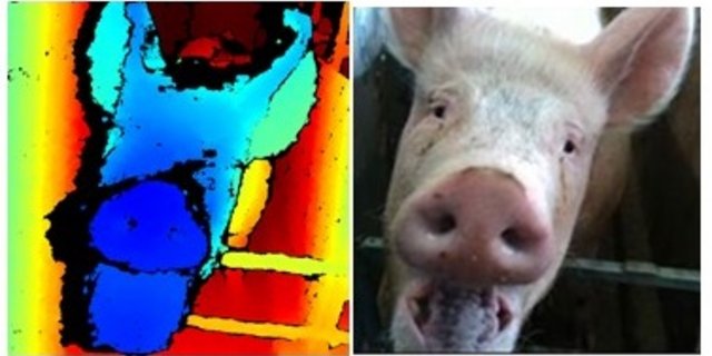 Durch die Gesichtserkennung wird ein biometrisches Profil von jedem Schwein erstellt. Dies soll später bei der Früherkennung von Krankheiten helfen. (Bild SRC)