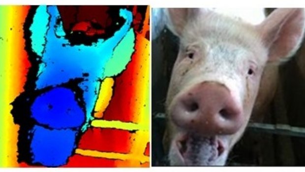 Durch die Gesichtserkennung wird ein biometrisches Profil von jedem Schwein erstellt. Dies soll später bei der Früherkennung von Krankheiten helfen. (Bild SRC)