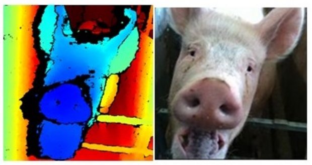 Durch die Gesichtserkennung wird ein biometrisches Profil von jedem Schwein erstellt. Dies soll später bei der Früherkennung von Krankheiten helfen. (Bild SRC)