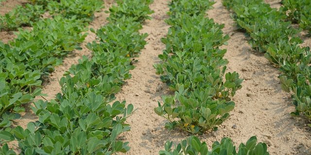 Das Herbizid Paraquat wird für die Unkraut-Bekämpfung in diversen Kulturen eingesetzt, z. B. bei Erdnüssen. (Bild Jing / Pixabay) 