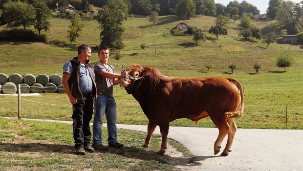 Bei Franz Burri, Limousin-Züchter aus Dagmersellen LU, sind die Lehrstellen für die nächsten drei Jahre bereits vergeben: «Ich weiss, dass das die Ausnahme ist.» Bild: Ruben Sprich