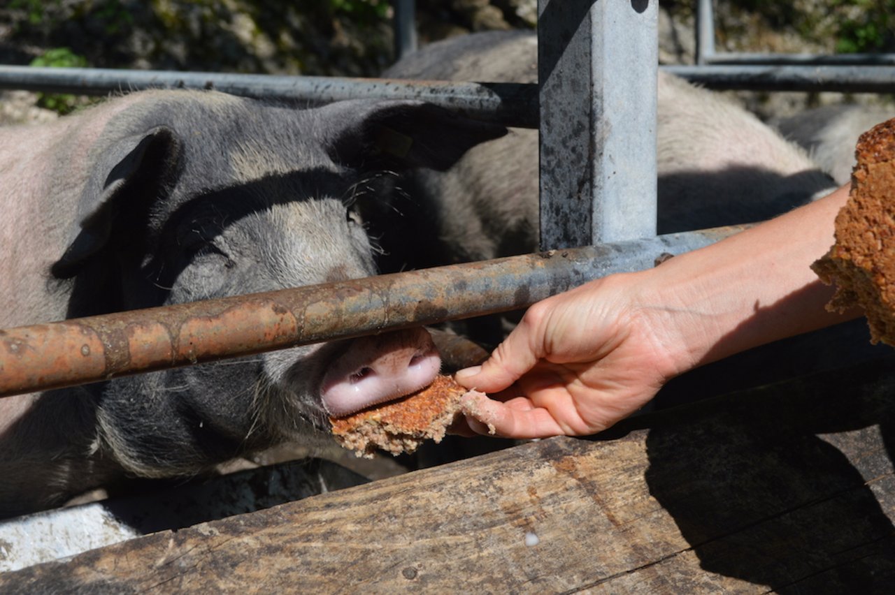 Die Schweine bekommen zudem altes Brot.