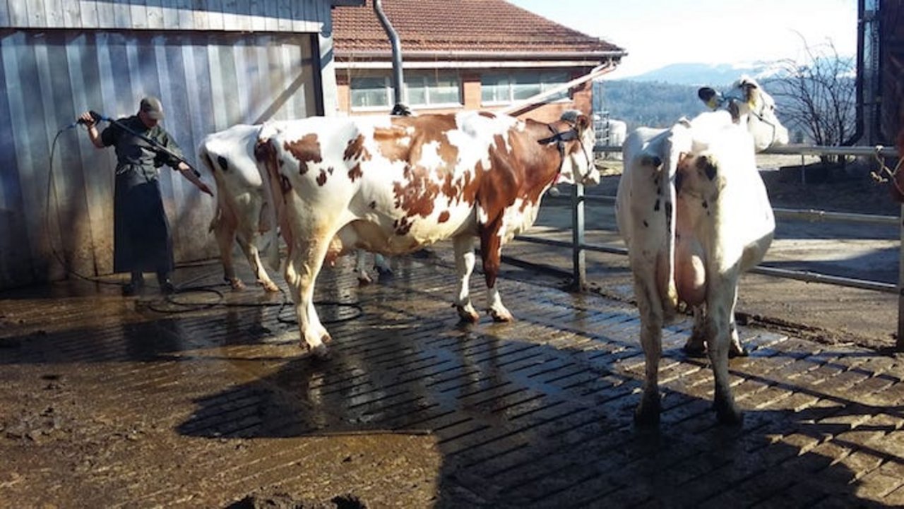 Für die Messe werden die Kühe blitzblank gewaschen.