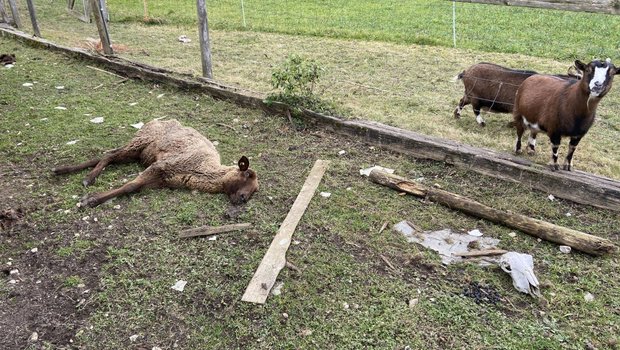 Der Beschuldigte hielt seine Tiere in katastrophalen Zuständen. (Bild Kantonspolizei Aargau)