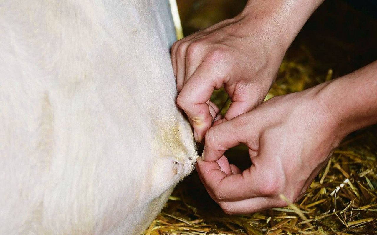 Verantwortungsvoller Tierarzt-Job auf dem Land.