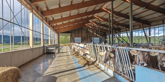 Dank der elektrisch verstellbaren Windschutzsysteme auf beiden Längsseiten des Stalles kann je nach Witterung der Stall geöffnet oder geschlossen werden. Gleichzeitig bleibt ein gutes Stallklima gewährleistet. Das ist Urs Peter sehr wichtig, weil der Stall etwas exponiert auf einem Hügel liegt.