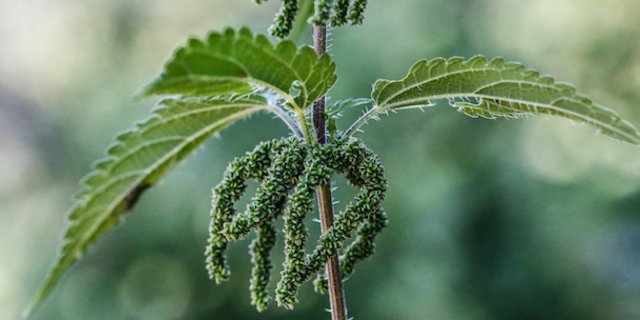 Die Samen der weiblichen Brennnessel sind besonders gesund. (Bilder Erika Rebsamen)